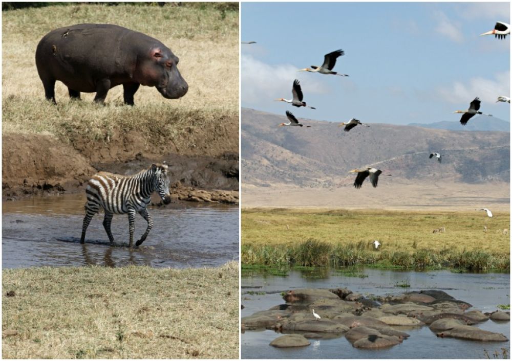 safari tanzanie avec enfants