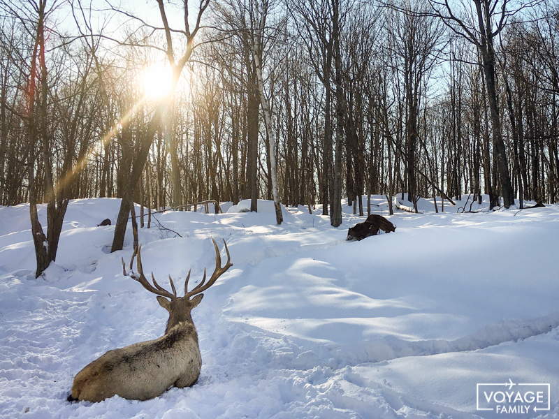 voyage au canada en famille au Québec en hiver