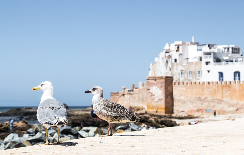 que faire au Maroc à Essaouira