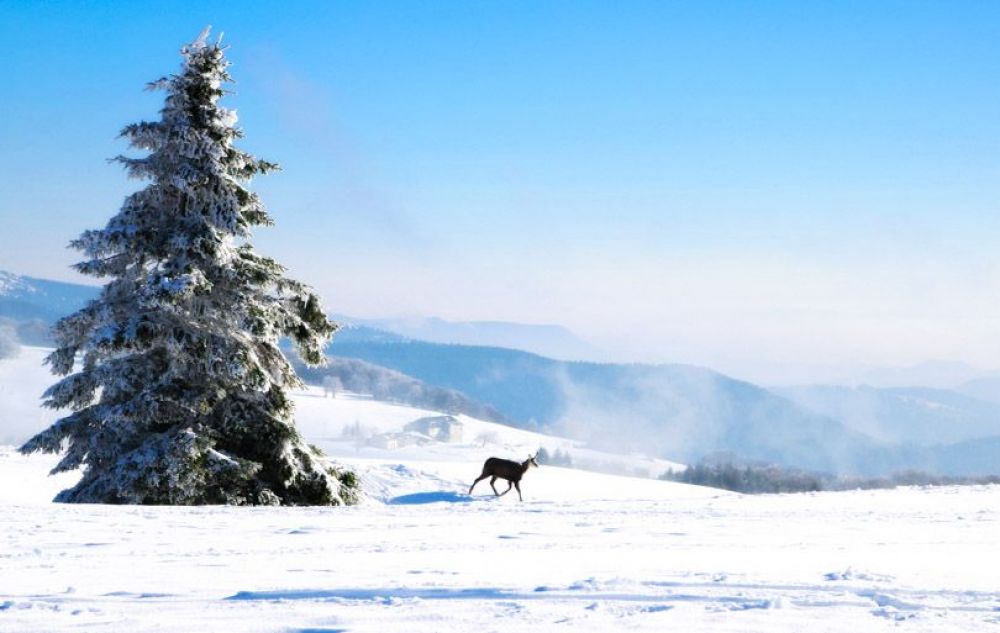 Vosges