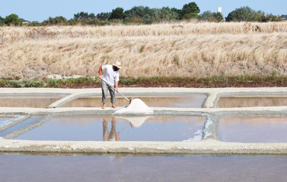 marais salants île de Ré