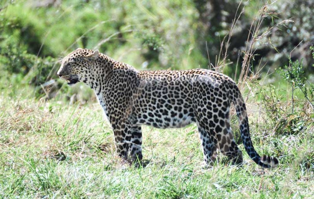 safari kenya