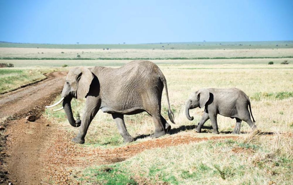 safari kenya