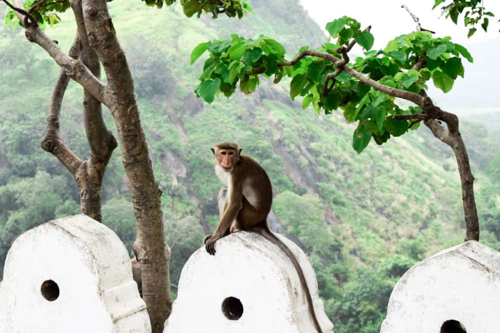 safari au sri lanka en famille