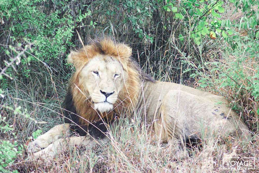 safari en famille afrique du sud big five