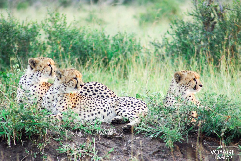 safari en famille parc kruger