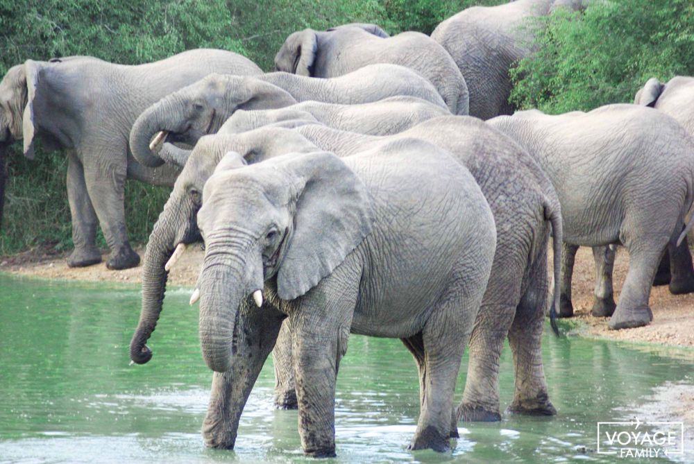 safari en famille afrique du sud