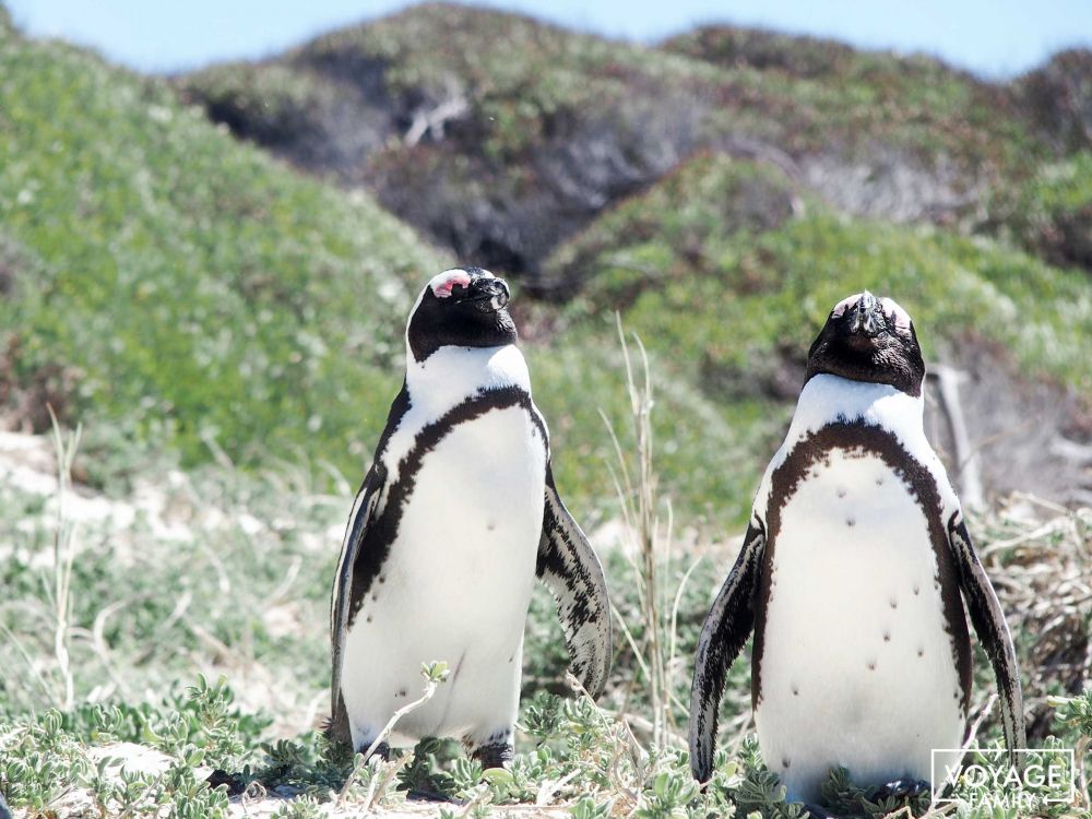 cape town en famille afrique du sud