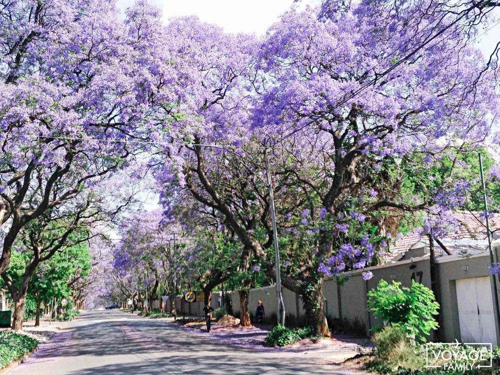 afrique du sud en famille johannesbourg