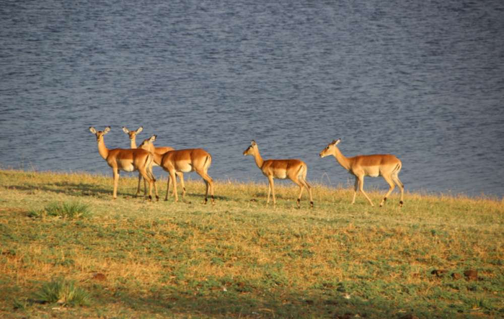 Safari en famille au Botswana : la suite !
