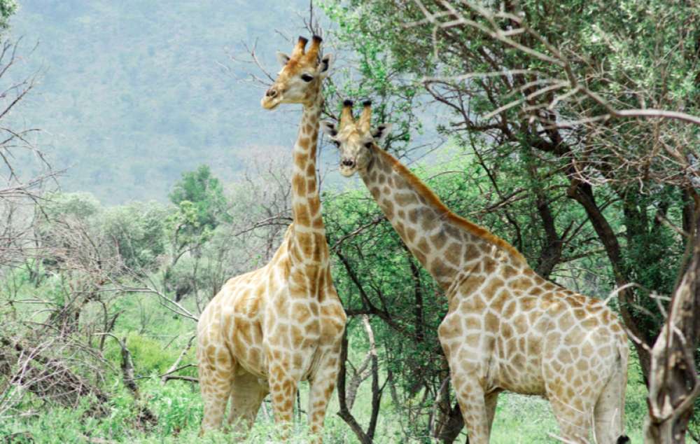 Safaris à cheval et chevauchées africaines • POESY by Sophie