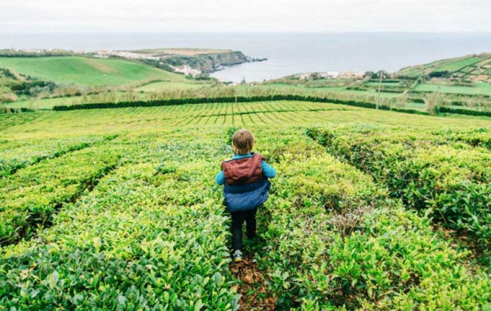 plantations de thé Sao Miguel les Açores
