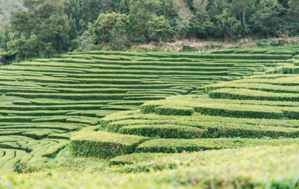 Les Açores à sao Miguel