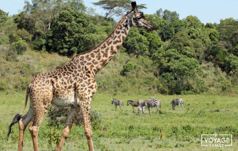 tanzanie avec des enfants safari