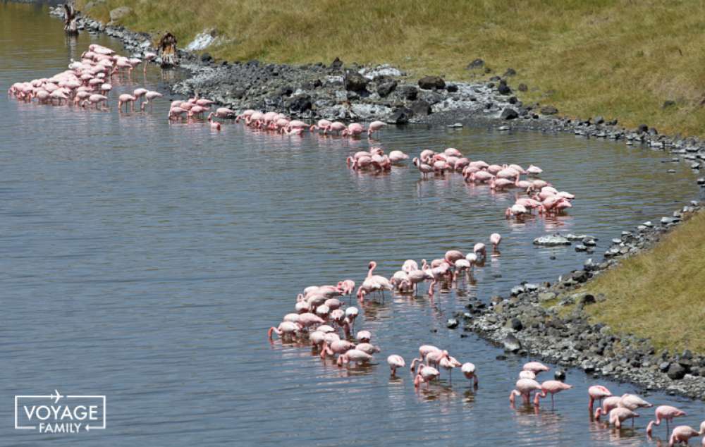 flamands roses safari tanzanie en famille