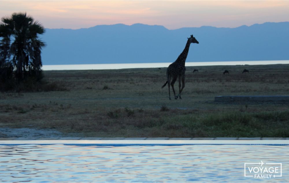 lodge piscine safari tanzanie