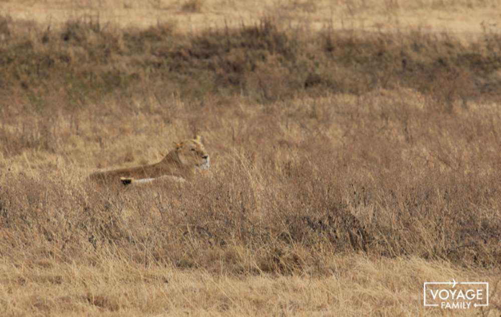 lionne safari tanzanie en famille