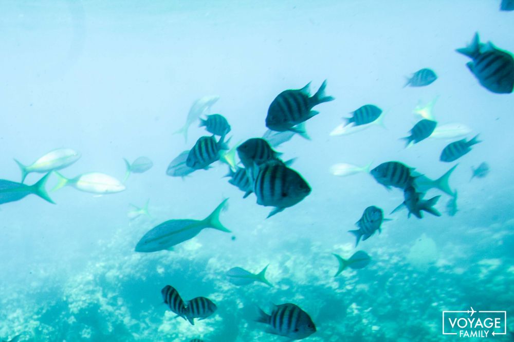 snorkeling enfant vacances martinique