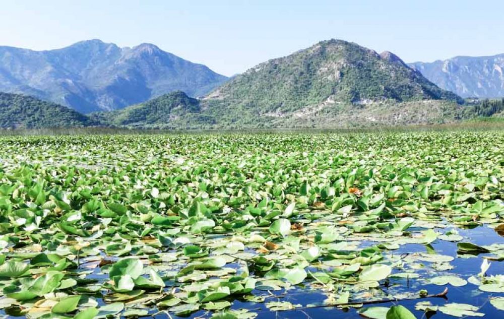 visiter le Montenegro : Lac de Skadar