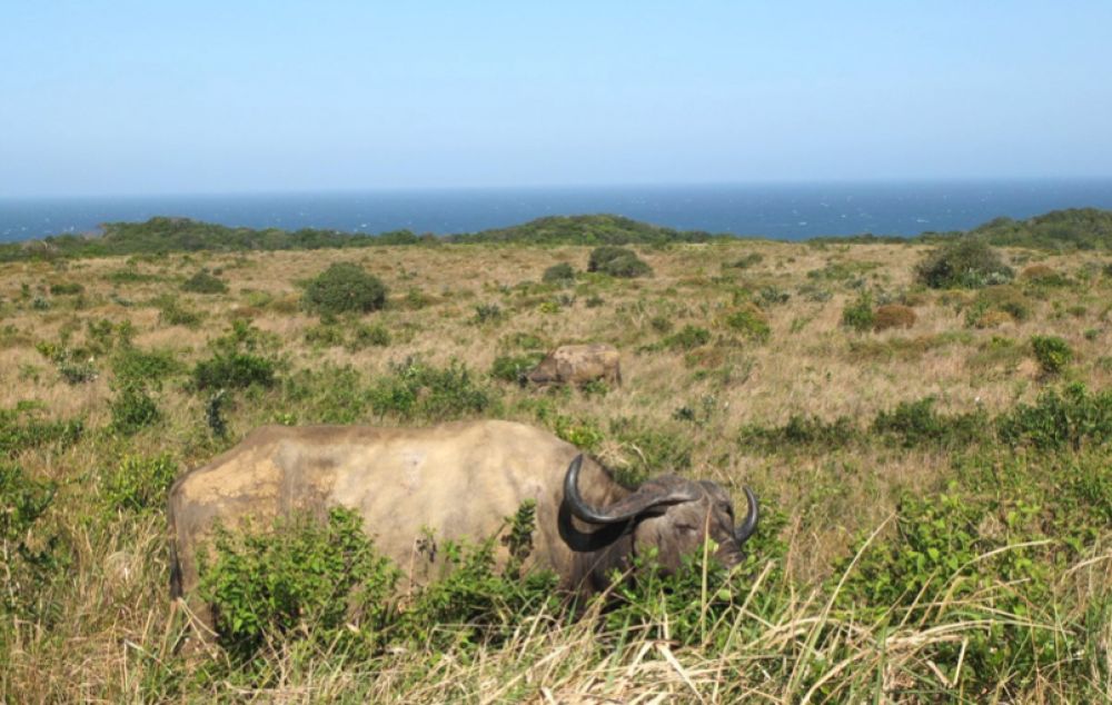 Afrique du sud en famille