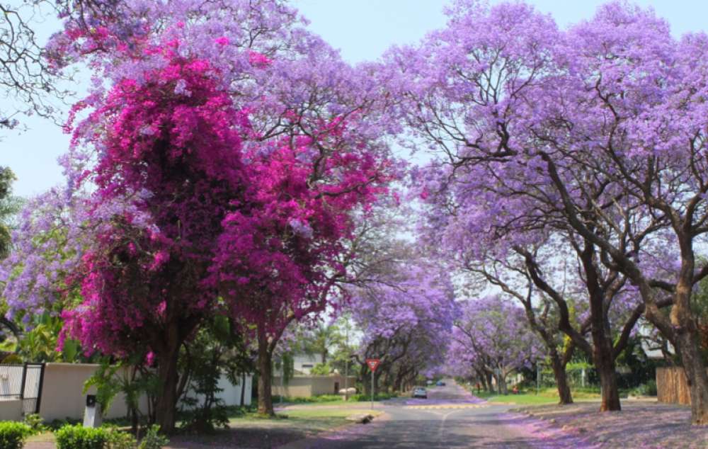 Afrique du sud en famille