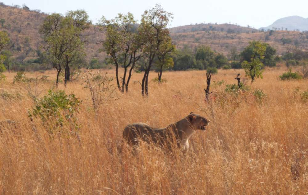 Afrique du sud