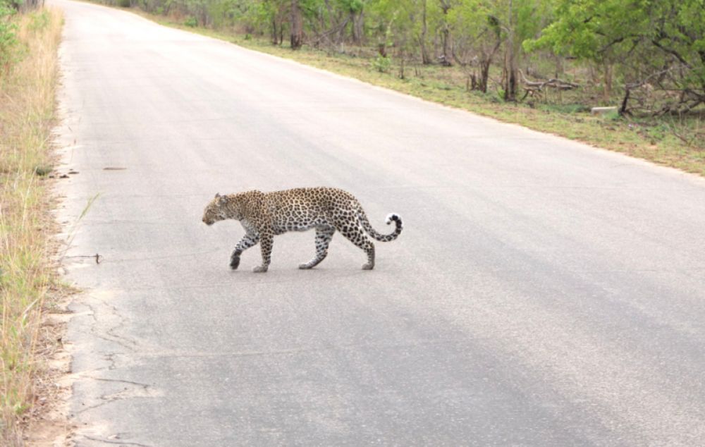 Afrique du sud en famille