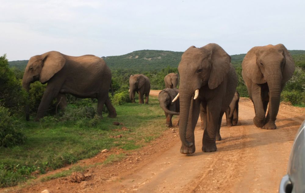 Afrique du sud en famille