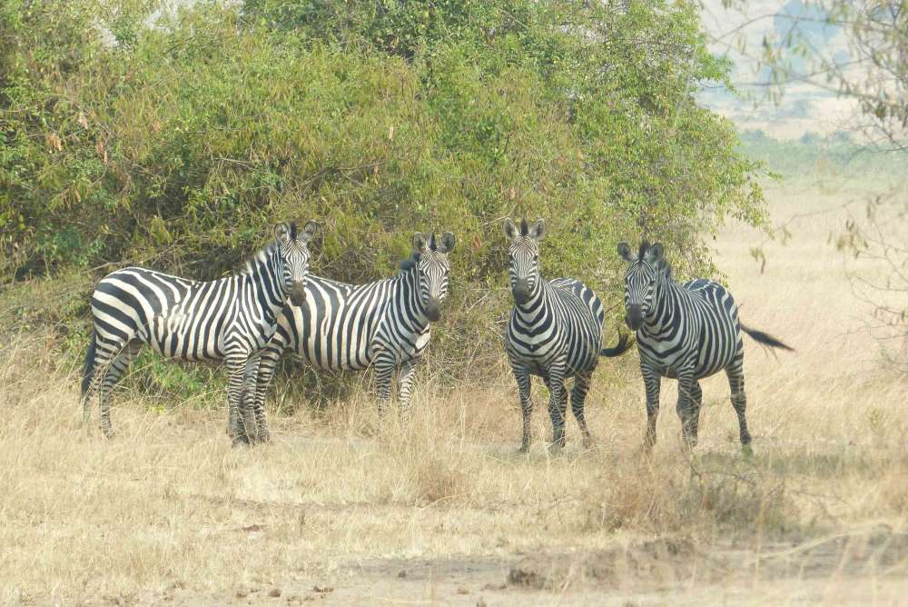 parc Akagera Rwanda