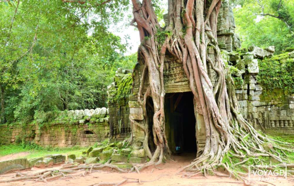 temples racine angkor enfants