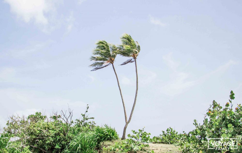 cocotier à deux têtes séjour cuba