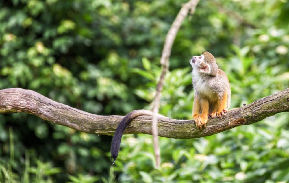 Tourisme - En images. Guyane française : la destination idéale pour les  amoureux de la nature !