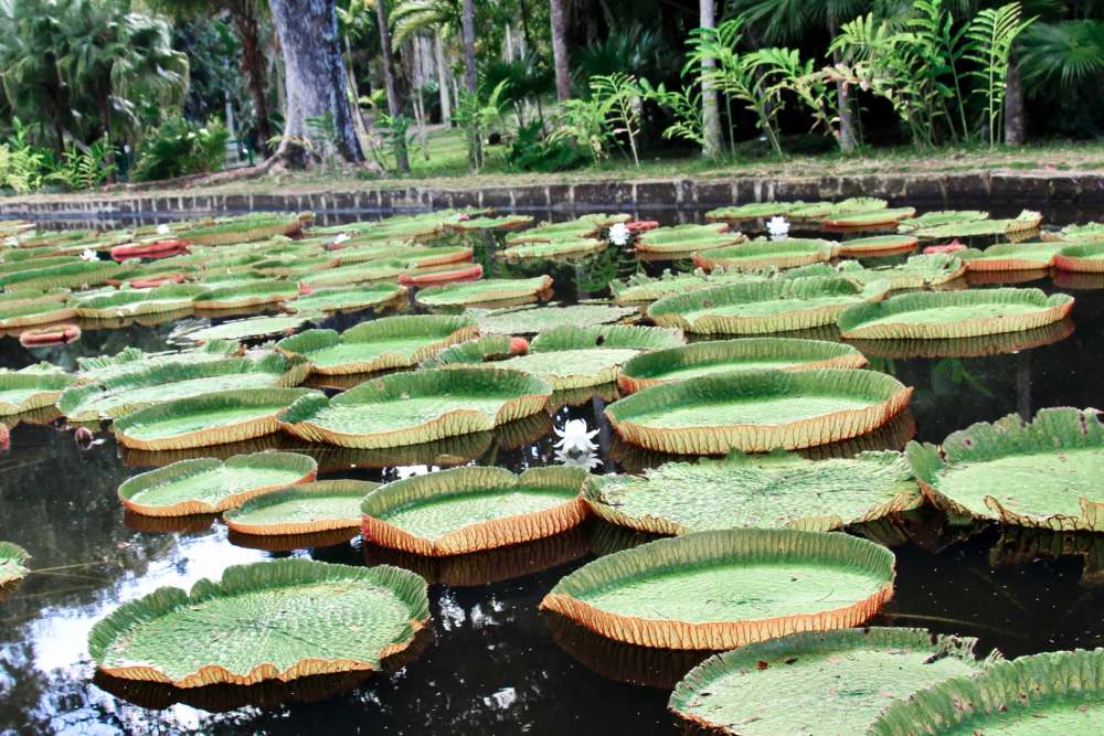 Jardin Pamplemousse lors d'un voyage à l'île Maurice en famille