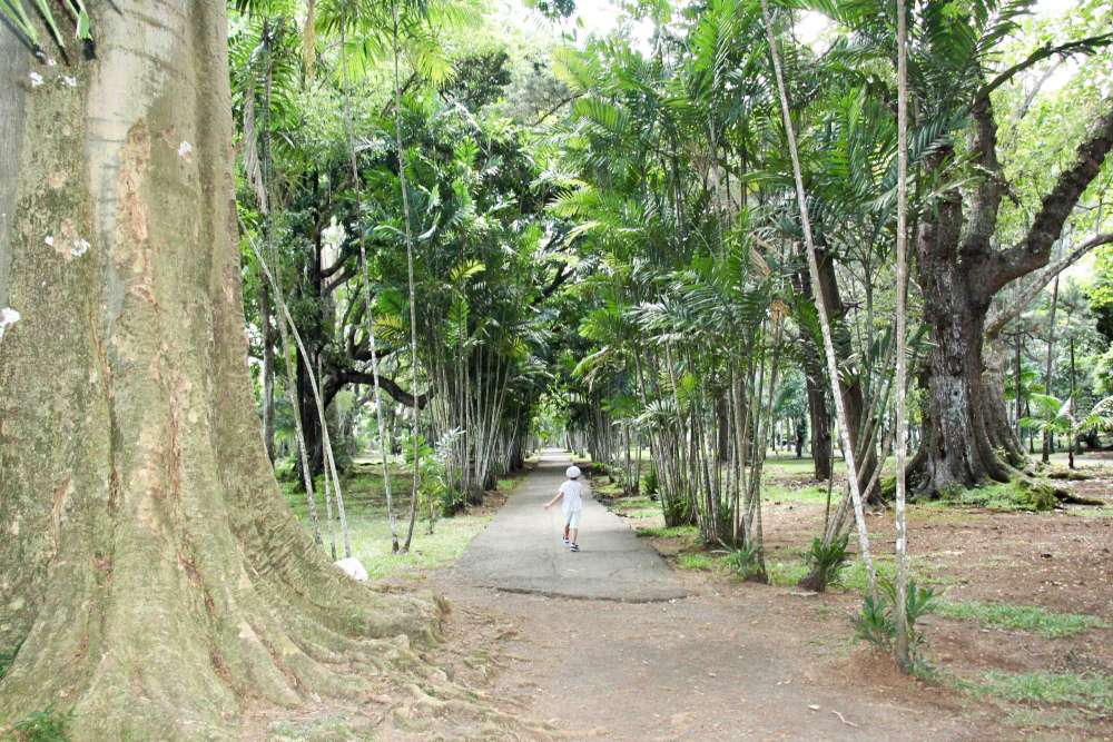 Jardin de Pamplemousse, jardin botanique à visiter en voyage à Maurice en famille