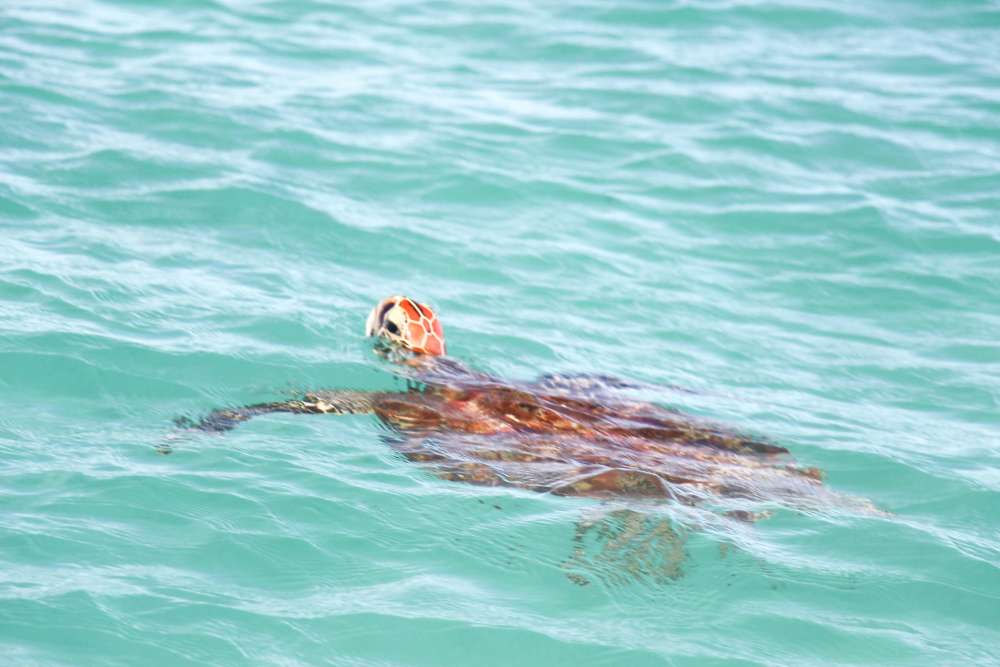 tortue de mer à l'île Maurice lors d'une balade en bateau