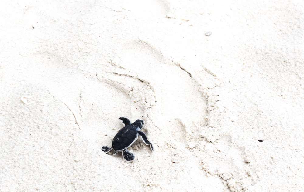 Voyage Malaisie famille - turttle beach