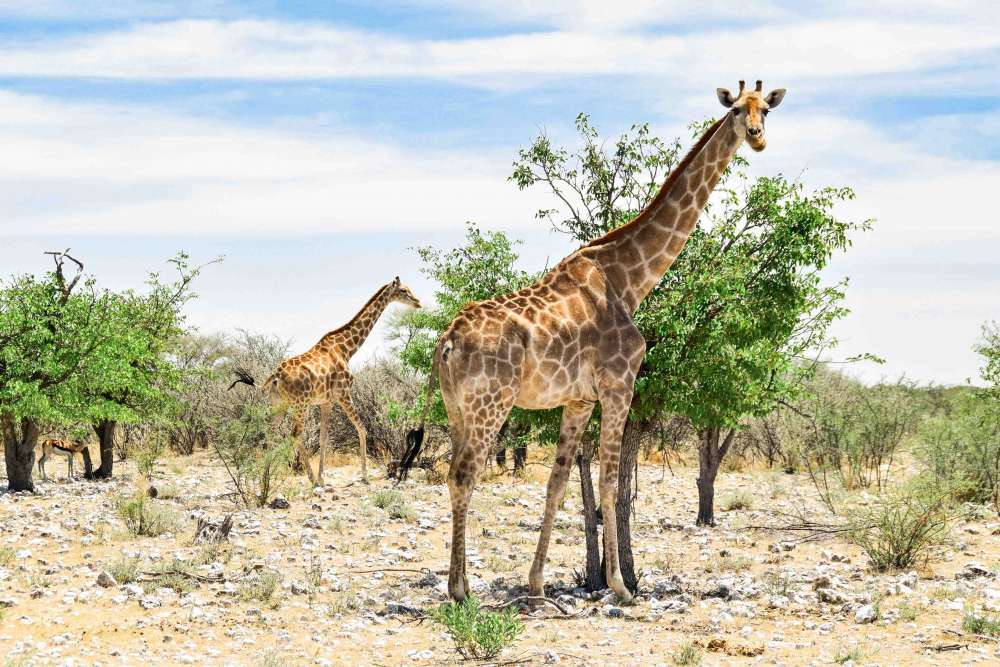 visiter la namibie : parc Etosha