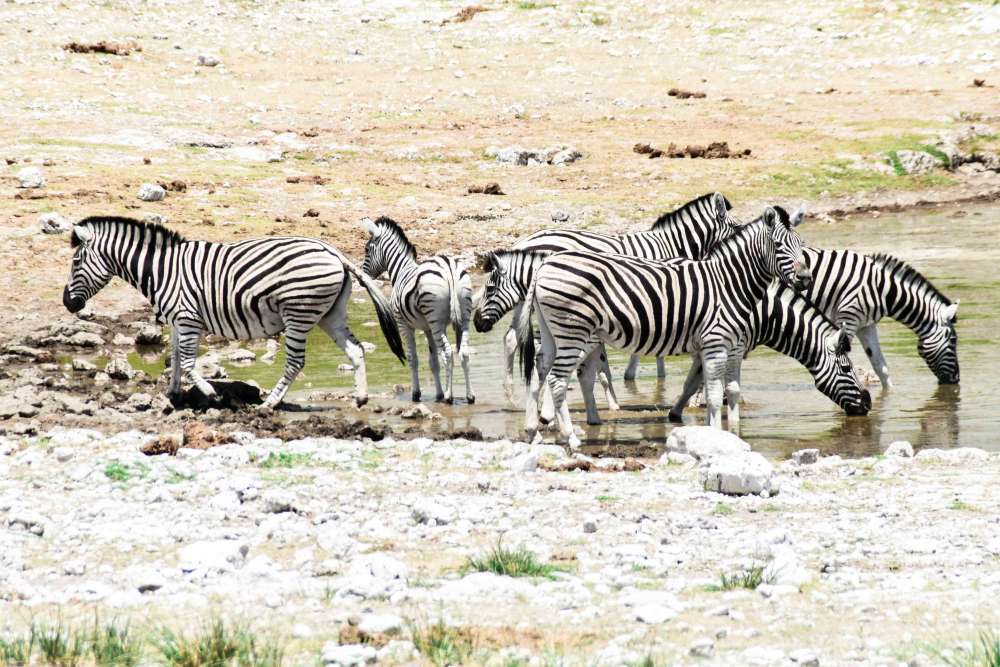 visiter la namibie en safari en famille