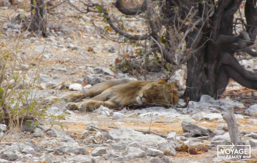 lion safari au botswana en famille