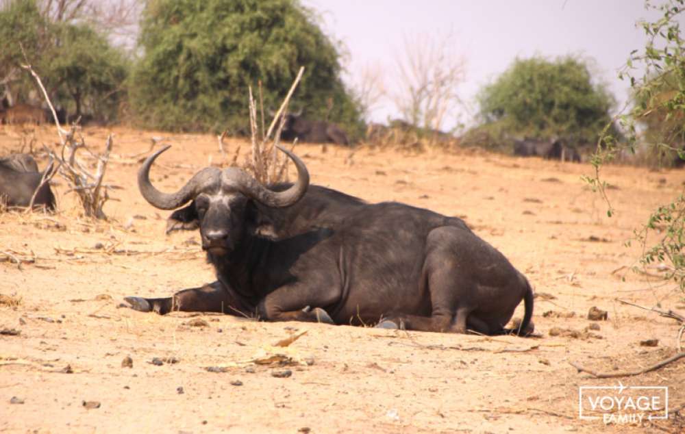 buffle big five safari afrique botswana