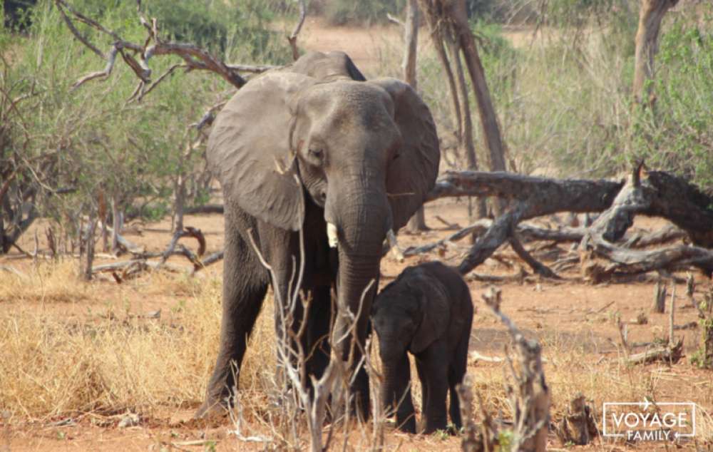 voyage safari botswana en famille