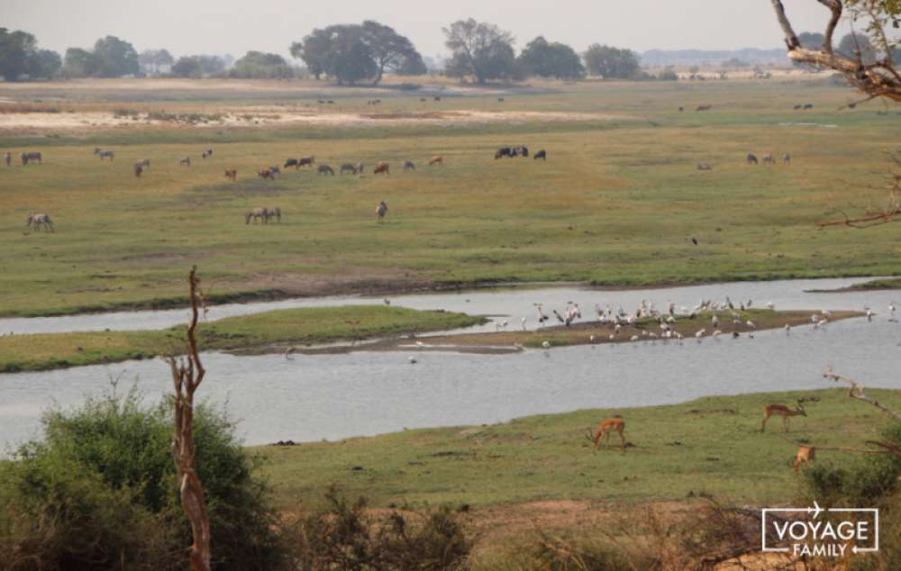 parc chobe voyage safari botswana en famille