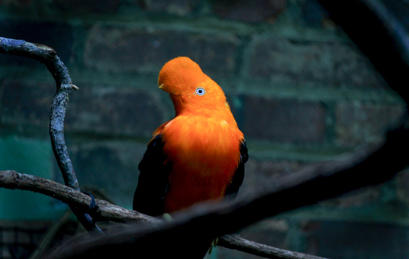 Parc des Oiseaux