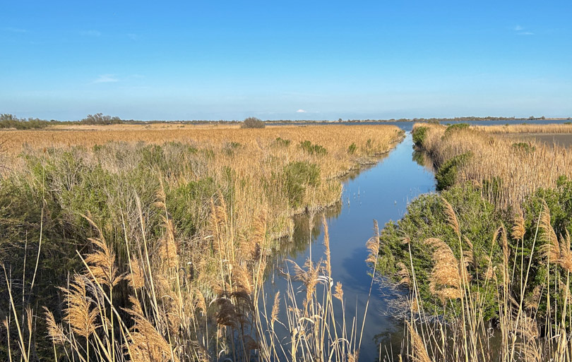 Que faire en Camargue