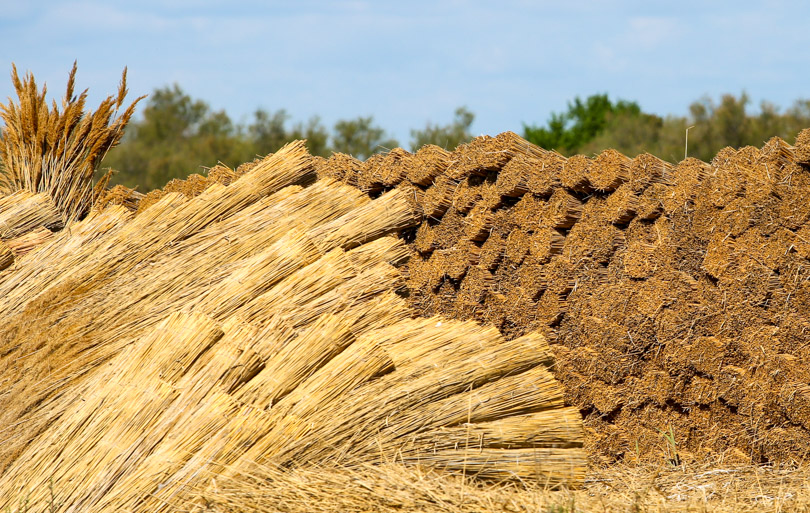 Que faire en Camargue