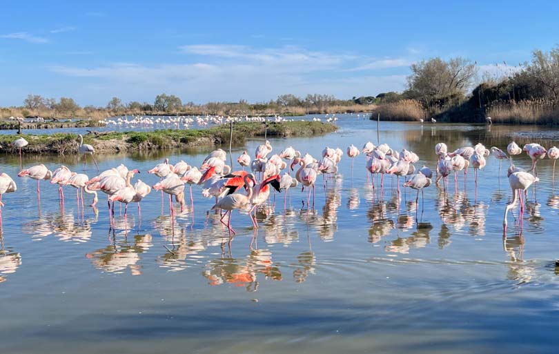 Que faire en Camargue