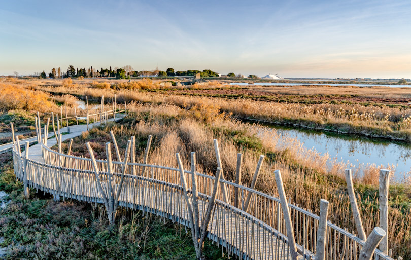 Que faire en Camargue