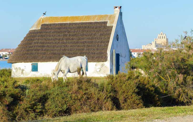 Que faire en Camargue