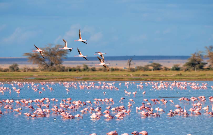 Que faire en Camargue