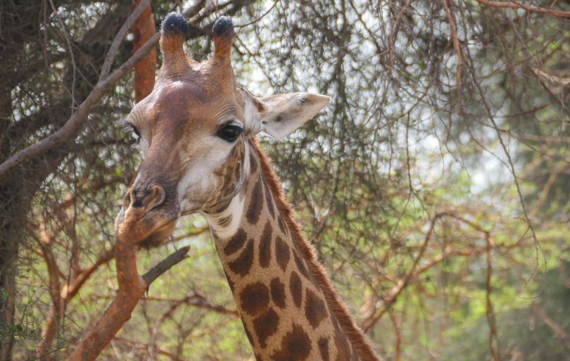 Visiter le Sénégal en famille